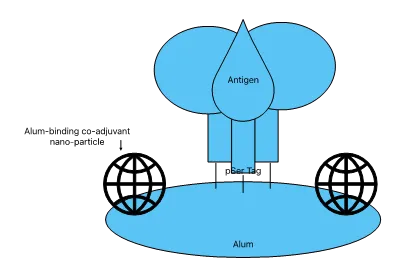 Schematic demonstrating the composition of the pSer tagged antigen molecules bound with alum.