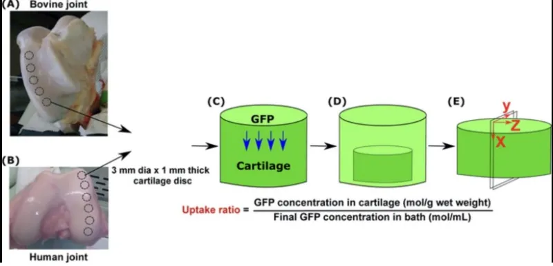 Schematic demonstrating the method for quantifying the uptake of the charged carriers in cartilage.