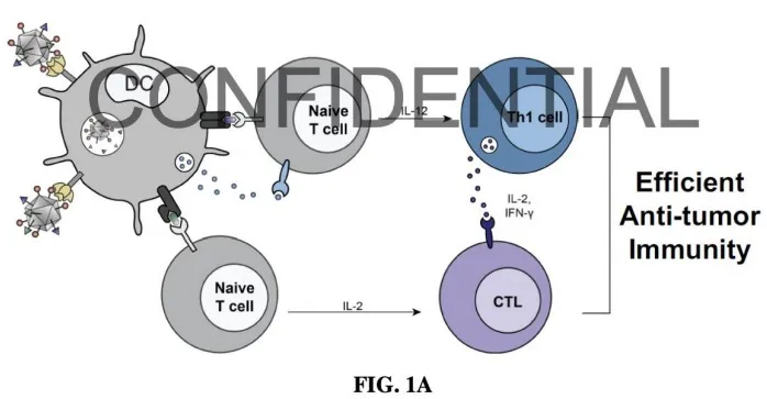 A schematic showing VLPs displaying the molecular structure compatible for DC targeting and  T-cell priming. This triggers further T-cell proliferation to provide effective antigen specific anti-tumor  immunity. 
