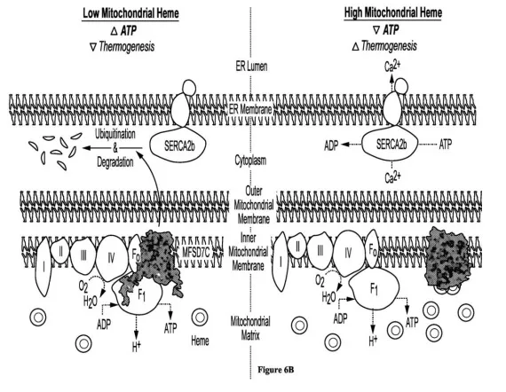 6A&B show the proposed model of MFSD7C regulating mitochondrial respiration in response  to heme. Figure 6A depicts MFSD7C residing in the inner mitochondrial membrane and Figure 6B  depicts MFSD7C residing in the outer mitochondrial membrane.  When heme is low, MFSD7C interacts with the electron transport chain (ETC) components to increase  ATP synthesis and reduce thermogenesis through coupled mitochondrial respiration. 