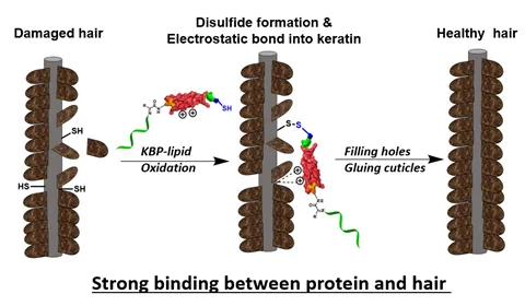 Strong binding between protein and hair