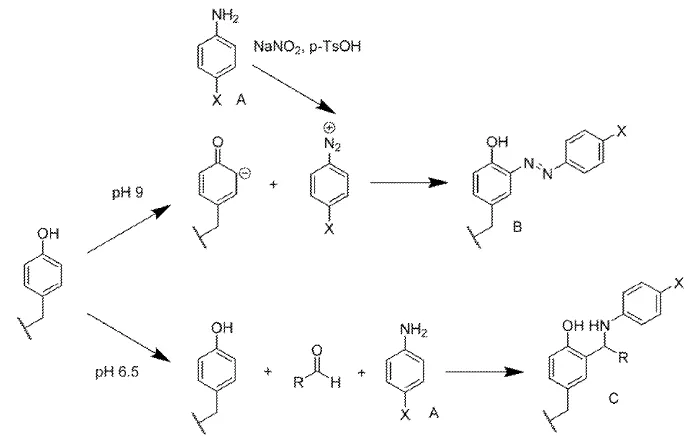 Figure 1: Functionalization of tyrosine residues with-diazonium linkers using a coupling procedure (top), or with ortho methylene-amino linkers using a Mannich coupling procedure (bottom). 