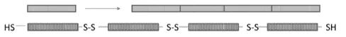Figure 2: Peptide monomers (grey boxes) are linked by disulfide bonds in cysteine residues to form oligopeptides (bottom). Peptide monomers have cysteine residues at the N- and C-terminal amino acids. 