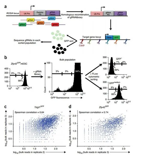 Multiplexed editing regulatory assay (MERA). (a) In MERA, a genomically integrated dummy gRNA is replaced with a pooled library of gRNAs through CRISPRCas9–based homologous recombination such that each cell receives a single gRNA. Guide RNAs are tiled across the cis-regulatory regions of a GFP-tagged gene locus, and cells are flow cytometrically sorted according to their GFP expression levels. Deep sequencing on each population is used to identify gRNAs preferentially associated with partial or complete los
