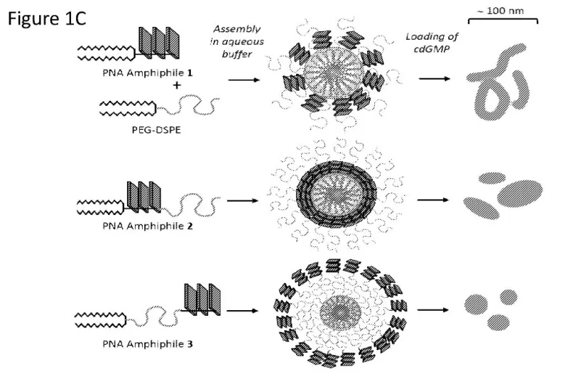 Figure depicts three exemplary configurations for an amphiphile containing a G3-PNA headgroup and polyethylene glycol (PEG-DPSE) that are designed to noncovalently complex with an immunomodulatory compound, i.e., cdGMP. Schematics of the initial micellar structures formed by the PNA amphiphiles are shown in the middle column and the anticipated nanoparticles formed upon cdGMP complexation are shown in the right column.