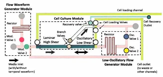 Overall top-view of proposed technology, consisting of a Flow Waveform Generator Module, Cell Culture Module and a Low-Oscillatory Flow Generator Module, each identified by dashed lines