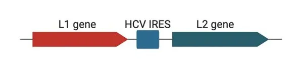 Figure 1: Schematic showing an HPV helper plasmid to generate HPV particles that only requires two genes. 
