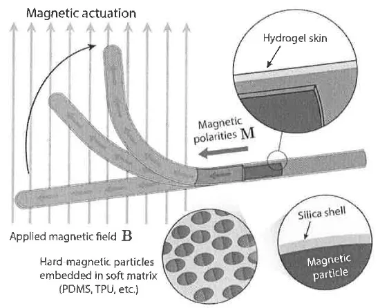 Depiction of the magnetically-responsive tip of the continuum robot with programmed magnetic polarities resulting from magnetic particles embedded in the soft polymer matrix. The hydrogel layer provides a lubricating layer on the robot’s surface, and the silica shell coating the magnetic core prevents corrosion upon exposure to hydrated interfaces. 