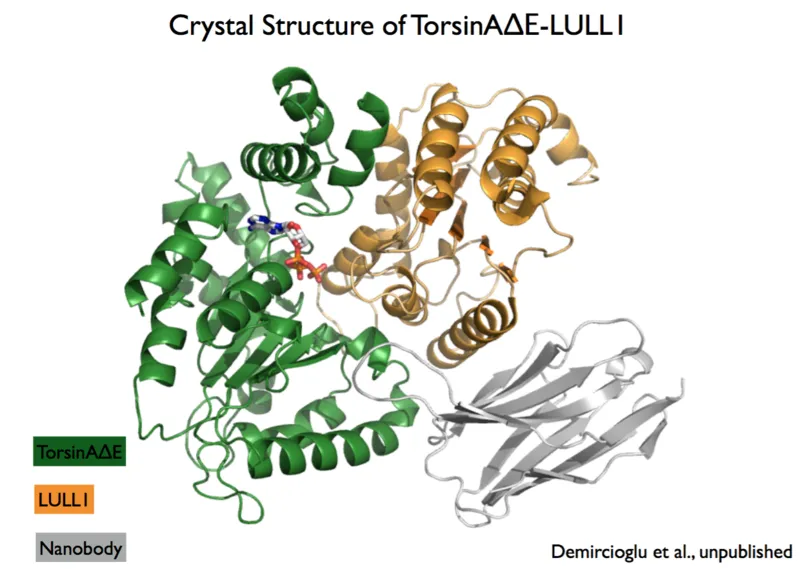 Crystal structure of the mutant TorsinA-LLUL1 complex.