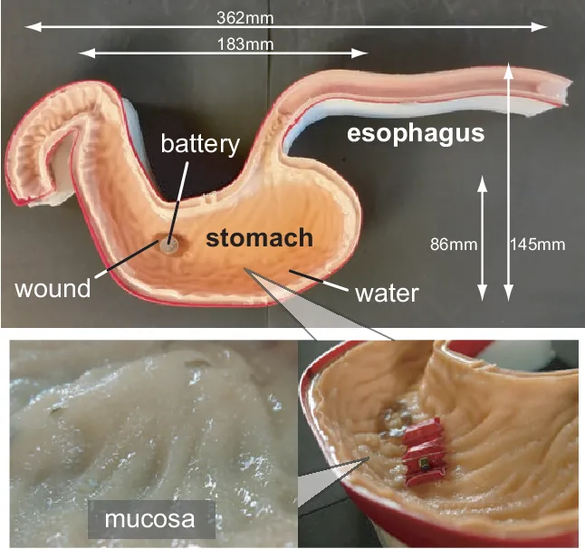 Fig. 2. Developed artificial esophagus and stomach (top) and details of the artificial mucosa (bottom).