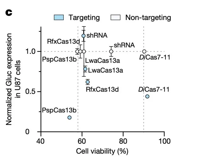 Cell viability of U87 glioblastoma cells with RNA knockdown using various tools. Cas13 enzymes  and shRNA caused cell toxicity leading to death in 30-50% of cells, while Cas7-11 had a minimal effect on  viability.