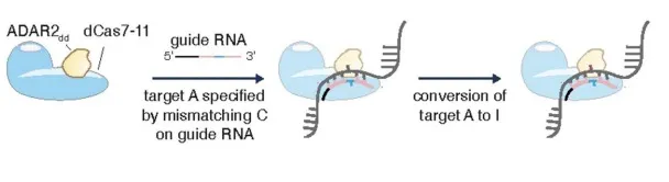 A schematic illustration of RNA editing with dead (d) Cas7-11. In this case, the edit is “A to I,” or  a conversion from adenosine to inosine