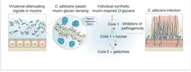 Virulance in attenuating signals in mucins, albicans yeast infection, mucan glycan sensing