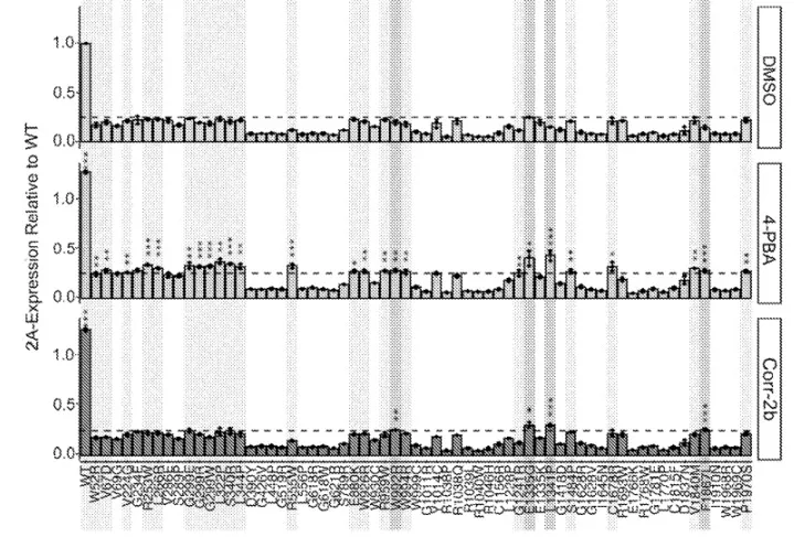 : The restoration of dysferlin protein localization in various DYSF mutants by 4-PBA and  corr-2b compared to DMSO control in vitro. Twenty-one mutants (highlighted in light gray)  responded significantly to just 4-PBA and four more (highlighted in dark gray) responded to  both 4-PBA and corr-2b