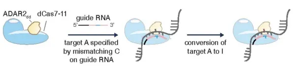 A schematic illustration of RNA editing with dead (d) Cas7-11. In this case, the edit is “A to I,” or a conversion from adenosine to inosine.