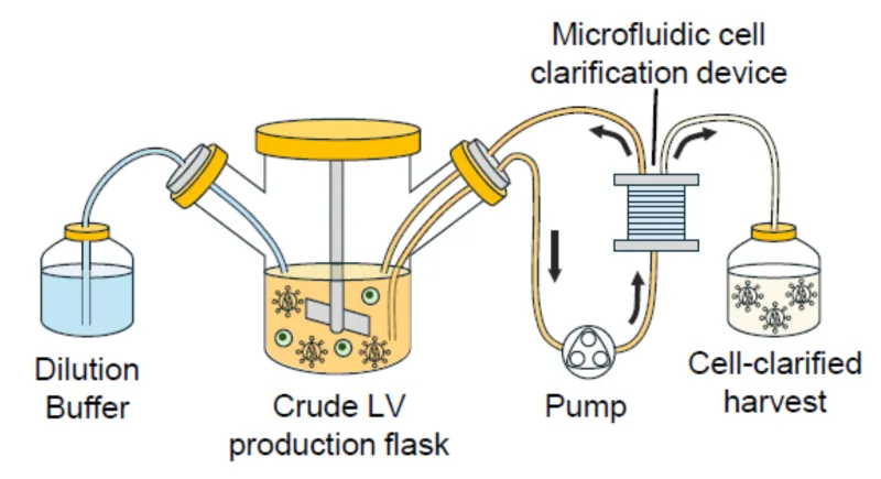 Schematic diagram of a clarification assembly operation workflow utilizing a spiral microfluidic device