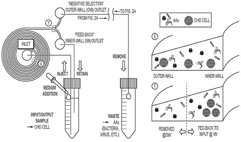 Figure 1: Overview of the spiral microfluidics device, showing the continuous operation workflow and microchannel cross‑sections depicting the differential positioning of cells and adventitious agents (AAs). 