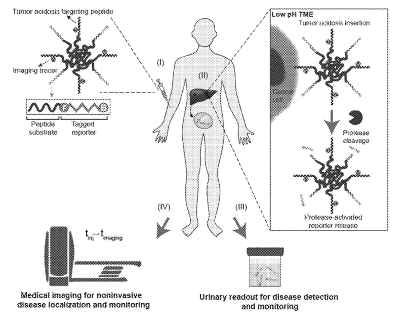Schematic of how the protease-responsive imaging sensor can be used to detect and monitor cancer