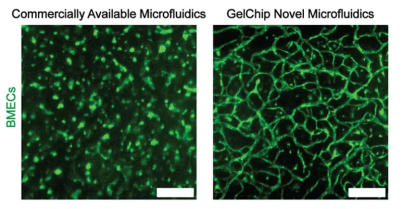 Comparison of the formation of miBRAIN 3D endothelial cell networks cultured in a conventional microfluidic device in an engineered hydrogel (left) versus in a constriction-minimizing GelChip microfluidic design (right)