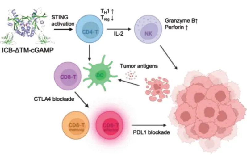 Mechanism of nanobody–STINGΔTM 