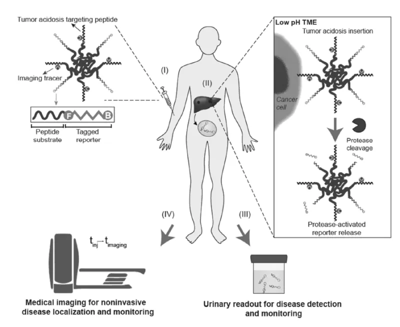 Schematic of how the protease-responsive imaging sensor can be used to detect and monitor cancer