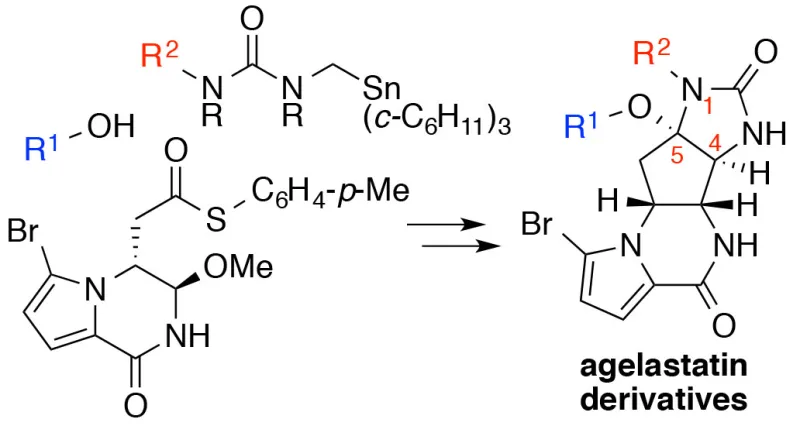 Synthesis of agelastatin derivatives
