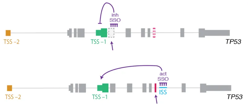 Schematic showing how introducing inhibitory SSO or activating SSO could modulate gene expression level of different p53 isoforms.