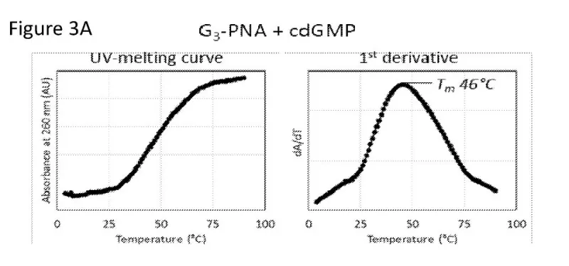 Figure is a UV melting curve graph (left) and the first derivative of the UV melting curve (right), confirming the association of cdGMP and G3-PNA.