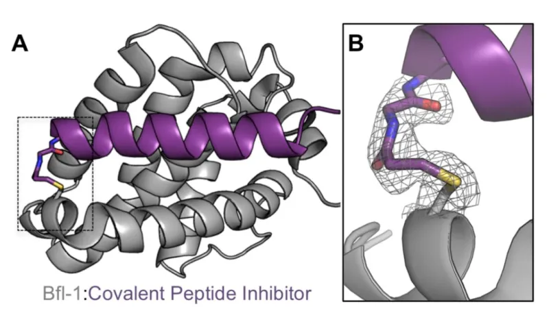 (A) X-ray structure of Bfl-1 covalently cross-linked to an electrophilic variant of a Bfl-1 selective peptide. (B) Electron density map of covalent crosslink between peptide and Bfl-1. Figure adapted from Jenson et al., Elife 2017. 