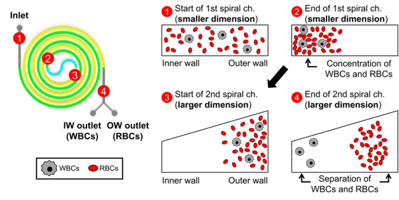 Image 2 shows higher accumulation (A) and higher retention (B-C) of liposomal nanoparticles in LOXIMVI melanoma tumors (control) with low SLC46A3 expression compared to tumors with SLC46A3 overexpression (OE).