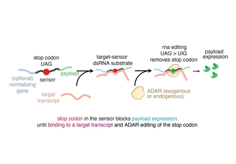 FIG. 1: Expression of payload upon target transcription and ADAR binding