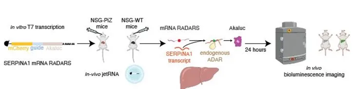 FIG. 2: Schematic of in vivo sensing of human SERPINA1 with an Akaluc payload. 