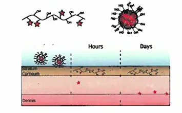 Schematic of the nanomicelle fibular structures, composed of  ATRA particles bound to poly- (vinyl alcohol) via DCC chemistry, showing penetration into the dermis. The ATRA is released in the hydrated dermis. 