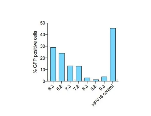 Figure 3: Bar graph showing that HPVs can package up to approximately 8 kb plasmids. 