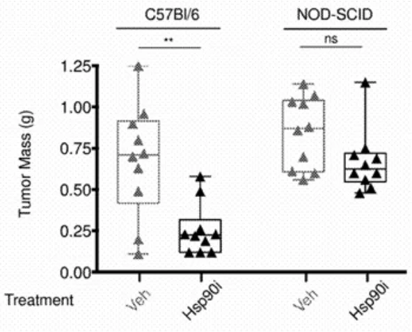 Image 1: The change in tumor mass between syngeneic (C57Bl/6) and immunocompromised (NOD-SCID) mice with transplanted murine MC38 tumors receiving continuous low dose administration of Hsp90 inhibitors or a vehicle control. 