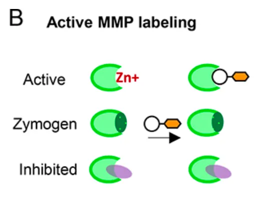 Image 1: A schematic of the Metalloprotease Activity Multiplexed Bead-Based Immunoassay (MAMBI) approach to active MMP activity-based probe (a chemical represented as the circle and orange hexagon) labeling. As shown, only active MMPs are labeled, while zymogens (inactive enzyme precursors) and inhibited MMPs are not.