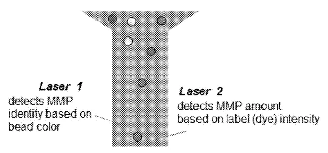 Image 2: A schematic of MAMBI’s laser detection system. One laser detects the MMP identity based on bead color coding for a known capture antibody for a particular MMP, while the other laser detects MMP amount based on the intensity of a chromophore dye label.