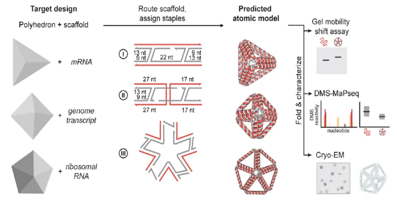 Image 1: A schematic of the top-down process of creating RNA (such as messenger RNA, genomic transcripts, and ribosomal RNA) origami structures of desired polyhedral shapes. The scaffold is routed through the desired shape and staple strands are assigned to guide the folding of the nanostructure. A predicted atomic model is produced, and the structure is folded and characterized by gel shift assay, DMS-MaPseq, and Cryo-EM. 