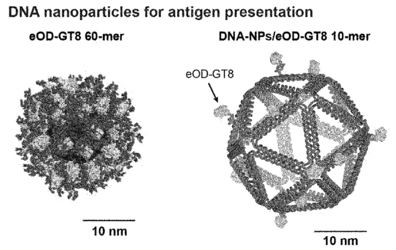 Image 1: A schematic of an eOD-GT8 60-mer nanoparticle (NP) and an icosahedral DNA-NP, both of which present antigens for vaccination against HIV.