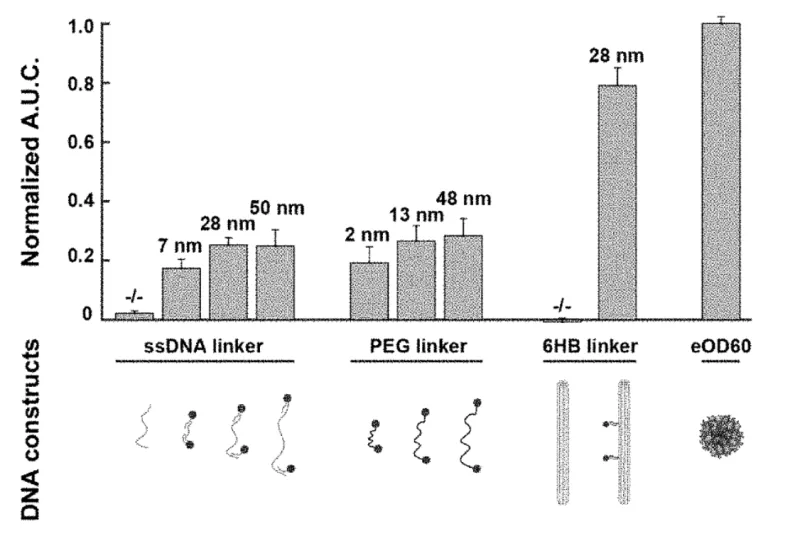 Image 2: Quantification of B cell activation, assayed through Calcium release, after exposure to eOD-GT8 dimers attached to either flexible scaffolds (single-stranded DNA (ssDNA) and polyethylene glycol (PEG) linkers) or rigid 6-helix bundle DNA NP eOD-GT8 dimer structures.