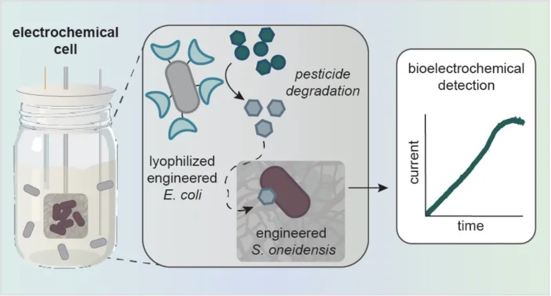 Image 1: The microbial co-culture of E. coli and S. oneidensis breaks down and detects organophosphate pesticides. E. coli expressing organophosphate hydrolase enzymes on its surface breaks down the pesticide, producing p-Nitrophenol. This degradation product triggers the generation of an electrical current by engineered S. oneidensis.