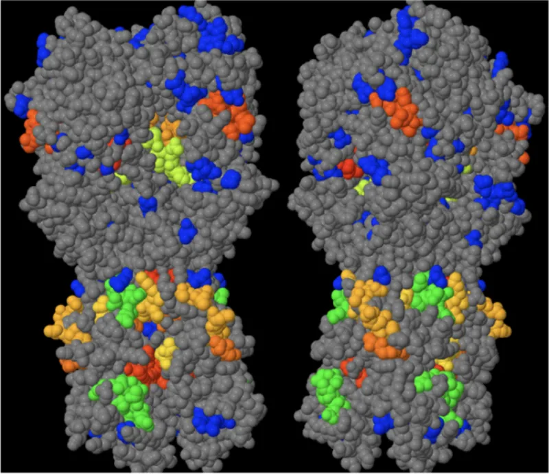 Image 1: Influenza A hemagglutinin conserved and hypervariable residues (blue – hypervariable residues, conserved surface residues (green highest), light green, orange, and red). Residues colored blue are the hypervariable residues to neutralize.  The green, light green, and orange residues represent the broadly neutralizing antibody (bnAb) target residues.