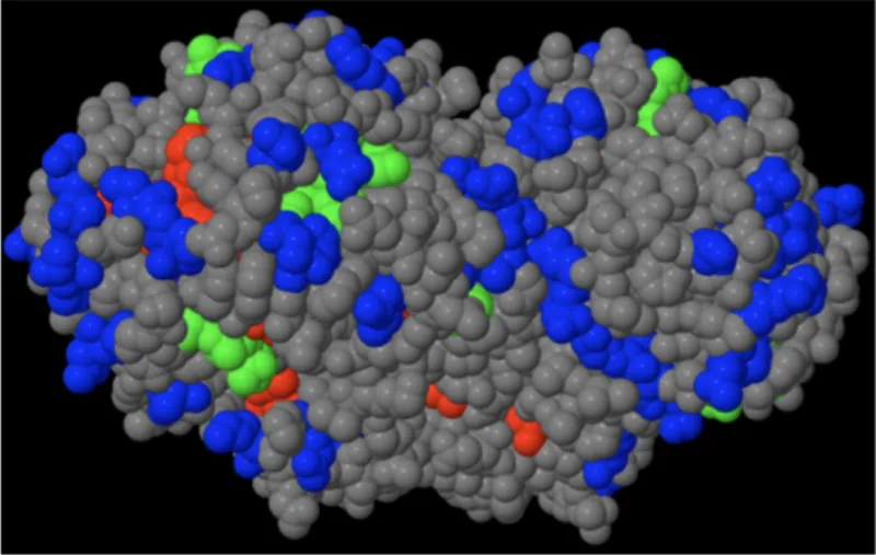 Image 2: Influenza A neuroaminidase conserved and hypervariable residues (blue – hypervariable residues, conserved surface residues (green highest), and red).  Residues colored blue are the hypervariable residues to neutralize. The green residues represent the broadly neutralizing antibody (bnAb) target residues.