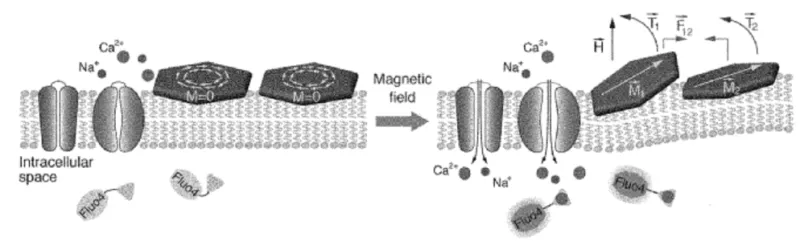 Magnetic nanodiscs interfaced with the cell membrane convert the applied magnetic field into magnetic force to drive calcium channel activation and promote calcium flux.   