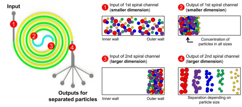 Overview of the multi-dimensional double spiral (MDDS) device; channel configuration (green: the first spiral channel with smaller dimension, yellow: the second spiral channel with larger dimension) and schematic diagram of operation process. 