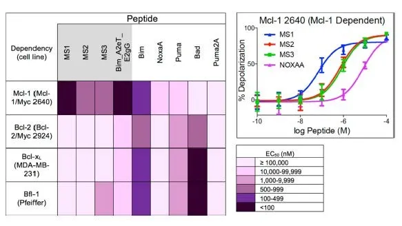 Stabilized peptides for the treatment of chemotherapy-resistant cancers