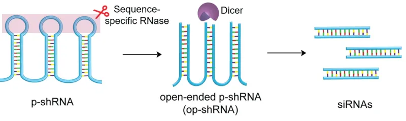 Design of open-ended periodic shRNA by selective enzymatic digestion of the periodic shRNA hairpin loops, enabling efficient Dicer recognition and processing into siRNAs.